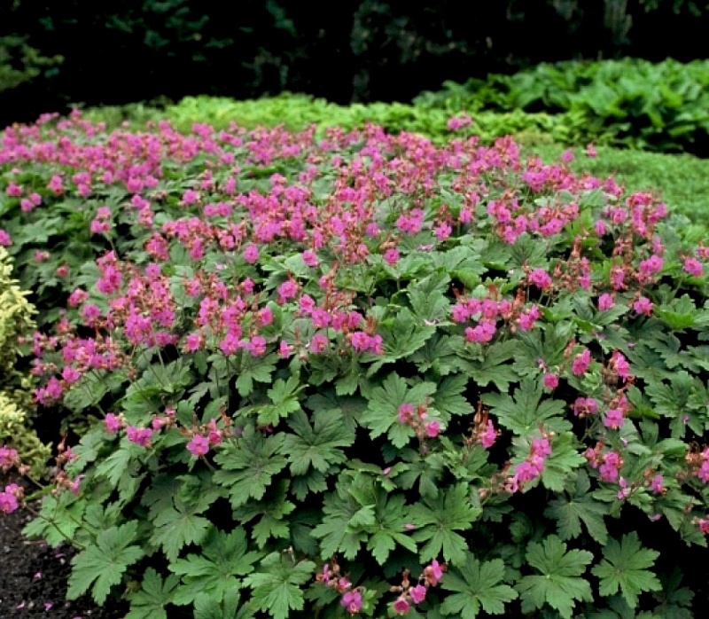 Герань крупнокорневищная 1 шт Р9